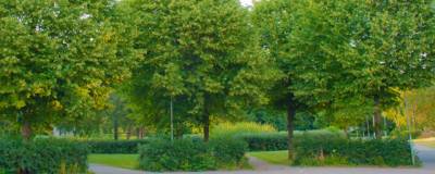Семь тысяч именных деревьев высадят в этом году в зелёных зонах Москвы