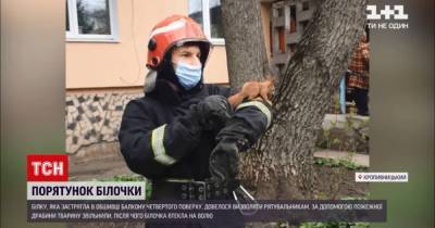 В Кропивницком спасатели освободили белочку, которая застряла в обшивке балкона четвертого этажа