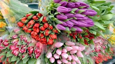 Более 80 тысяч тюльпанов представлено на ежегодной выставке в Крыму