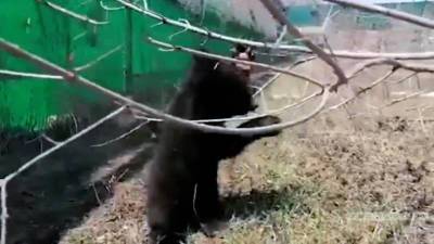 Вести. Медвежьи ясли: приморских косолапых сирот готовят к выпуску в дикую природу