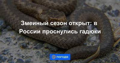 Змеиный сезон открыт: в России проснулись гадюки