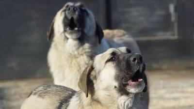 Отлов бродячих животных запрещен в селе Сафарово, где собаки растерзали ребенка