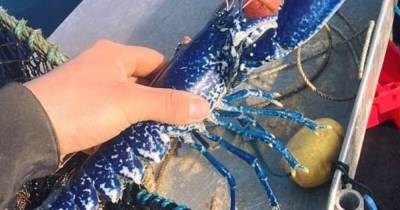 "Один на два миллиона": британский рыбак поймал редкого синего лобстера