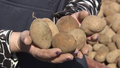 Белорусские аграрии приступили к посадке картофеля