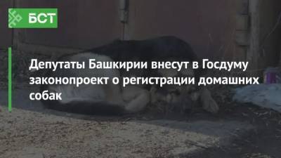Депутаты Башкирии внесут в Госдуму законопроект о регистрации домашних собак