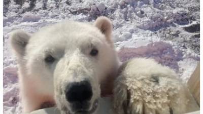 Красноярские вахтовики передали зоопарку спасенного белого медвежонка