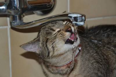 О странных кошачьих питьевых привычках