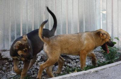 В Башкирии собак, которые загрызли мальчика, некому было ловить
