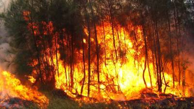 Забайкальские леса горят на площади 245 гектаров