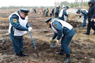 В Тамбовской области высадили сосны и дубы в память о погибших в годы Великой Отечественной войны