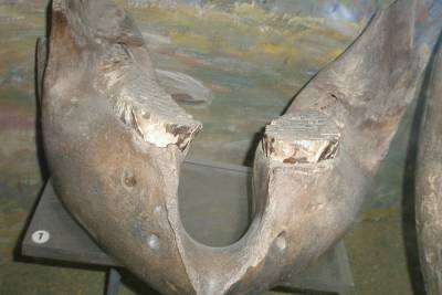 Тверской музей показал челюсть мамонта, найденную на константиновских карьерах
