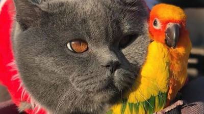 Кіт Понзу, який став Instagram-зіркою, помер після нападу в парку