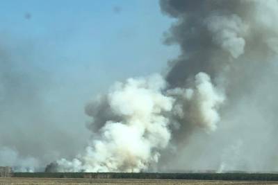 В Целинном районе Курганской области сгорели 50 гектаров молодого леса
