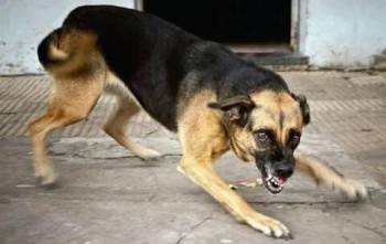 В Череповце ищут свидетелей нападения разъяренной собаки на ребенка