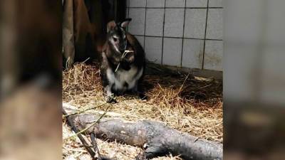 В Московском зоопарке поселились карликовые кенгуру