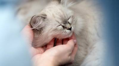 В РФ начались доклинические исследования вакцины от аллергии на кошек
