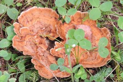 Первые весенние грибы появились на природных территориях Москвы