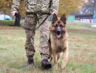Четвероногие охранники: на Львовщине дрессируют собак для пограничников со всей страны