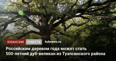 Российским деревом года может стать 500-летний дуб-великан из Туапсинского района