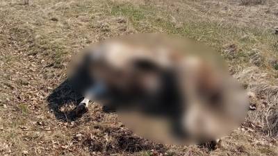 Жителей Башкирии два месяца пугает мертвая корова - bash.news - Башкирия - район Куюргазинский