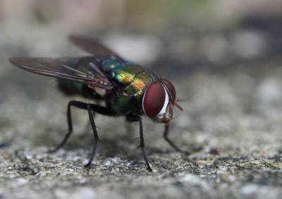 Ученые: Процесс эволюции насекомых оказался сложнее, чем считалось ранее