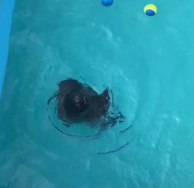 «Довольный и сытый»: тюлень Крошик станцевал после вкусной рыбы — видео