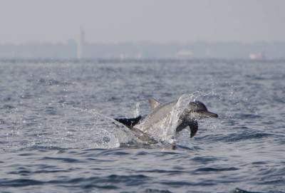 Ученые: Дельфины могут различать друзей и врагов