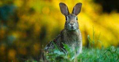 Кролиководство как бизнес