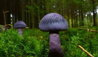Лейла Кадырова: первые весенние грибы несут риск для здоровья
