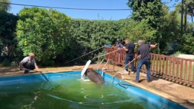 Видео: огромный кабан упал в бассейн частного дома в Хайфе