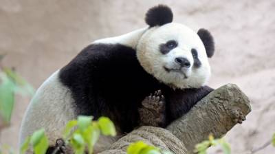 Эдинбургский зоопарк обвинили в сексуальном насилии над китайскими пандами