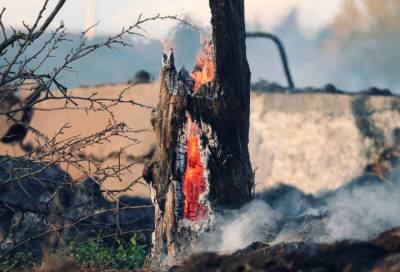 С начала года в Ленобласти потушили более 600 лесных и ландшафтных пожаров