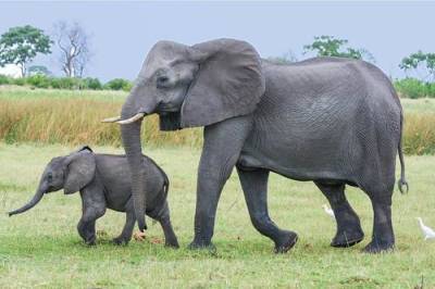 Право на отстрел 500 слонов планируют разрешить власти Зимбабве