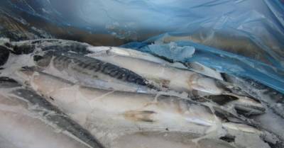Через российско-латвийскую границу не пропустили 38 тонн лосося и скумбрии