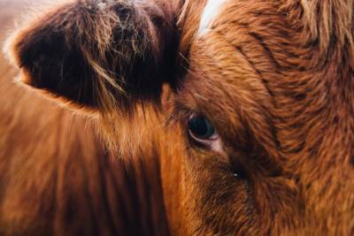 На ферме Западнодвинского района выявлены нарушения ветеринарного законодательства