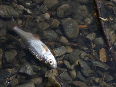 Курганцы обеспокоены мором рыбы в реке