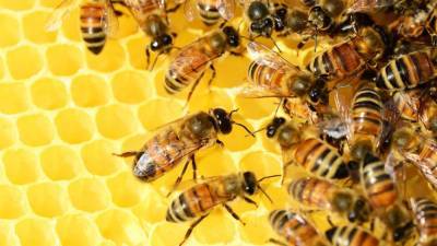 Ученые обнаружили, что жители США ели мед с ядерными отходами времен Холодной войны