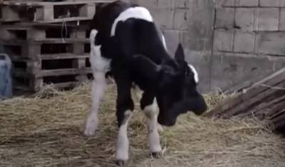 На ферме в Северной Македонии родился телёнок-мутант