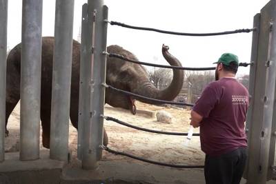 Московский зоопарк поздравил слониху Киприду с днем рождения