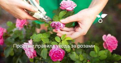 Простые правила ухода за розами