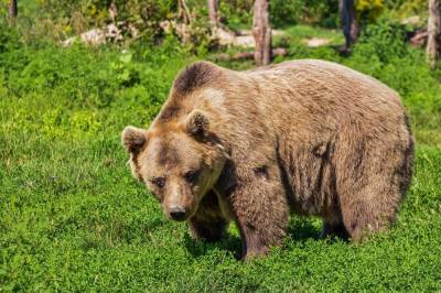 В Башкирии на нефтяников напал медведь