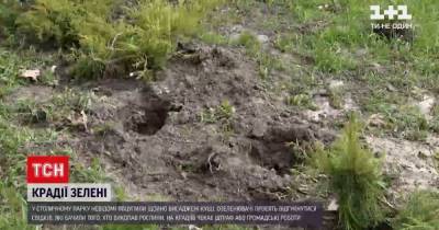 В Киеве неизвестные украли 16 недавно высаженных кустов