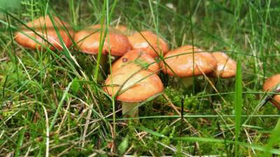 Диетолог Кадырова предостерегла от употребления первых весенних грибов