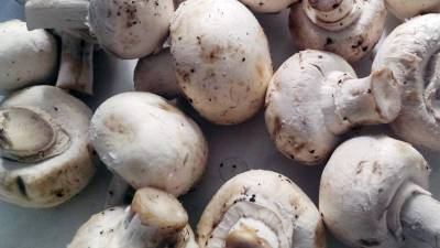 Употребление грибов снижает риск онкологии в полтора раза