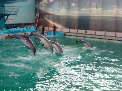 Жители дома на Бутлерова не хотят видеть дельфинарий под своими окнами