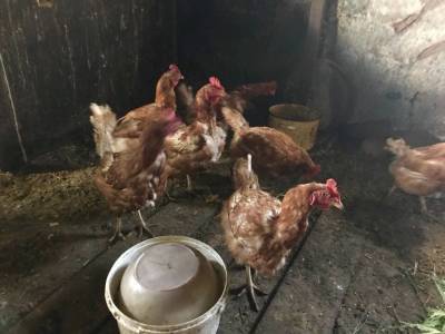 Россельхознадзор проверяет на птичий грипп незаконно ввезенных в Башкирию птиц