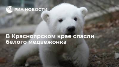 В Красноярском крае спасли белого медвежонка