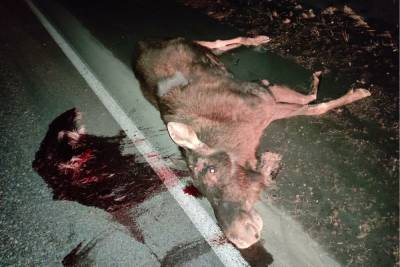 На свердловской трассе после столкновения с «Опель Астра» погиб лось