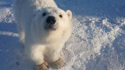 Белого медвежонка спасли в Красноярском крае и перевезли в Москву