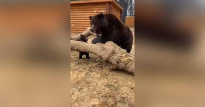 Медведица показала медвежонка посетителям зоопарка в Балахне
